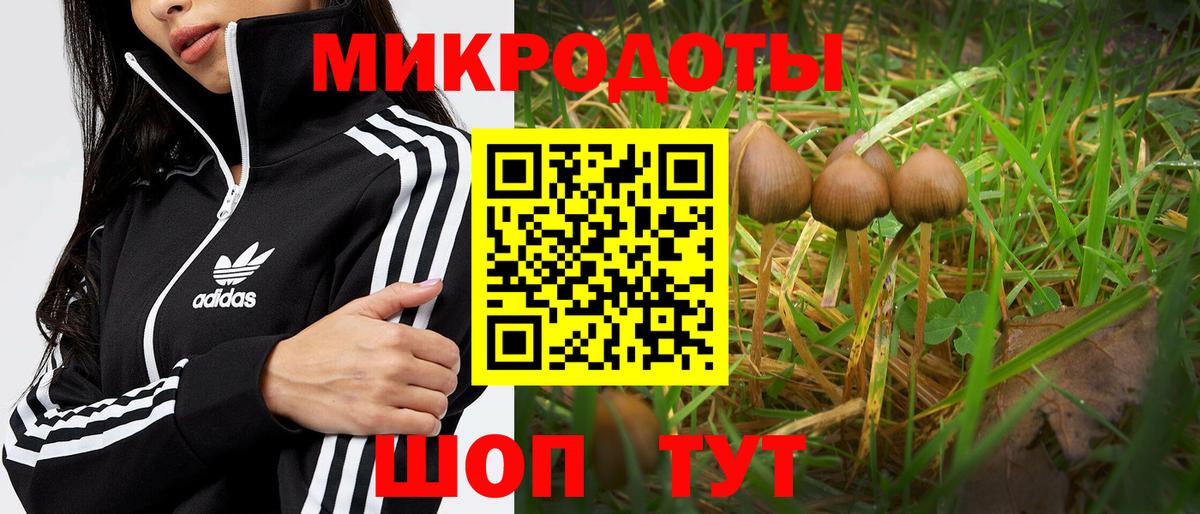 Десногорск  Галлюциногенные грибы Psilocybine cubensis  Вход с VPN 